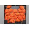 Gerbera Mi Diamond Spider Cognac