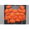 Gerbera Mi Diamond Spider Cognac