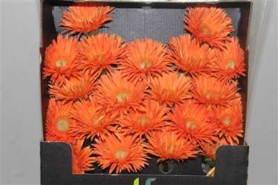 Gerbera Mi Diamond Spider Cognac