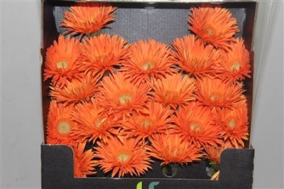 Gerbera Mi Diamond Spider Cognac