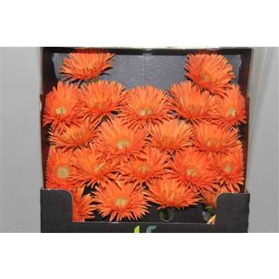 Gerbera Mi Diamond Spider Cognac