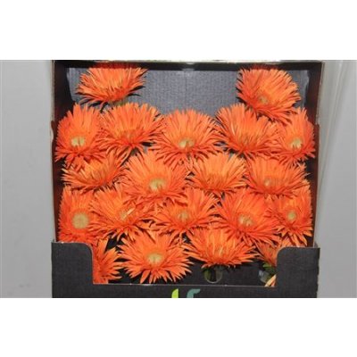 Gerbera Mi Diamond Spider Cognac