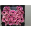 Gerbera Mi Diamond Spider Cyta