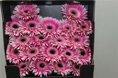 Gerbera Mi Diamond Spider Cyta