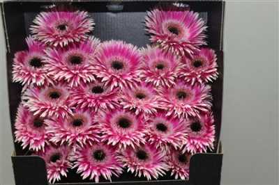 Gerbera Mi Diamond Spider Cyta