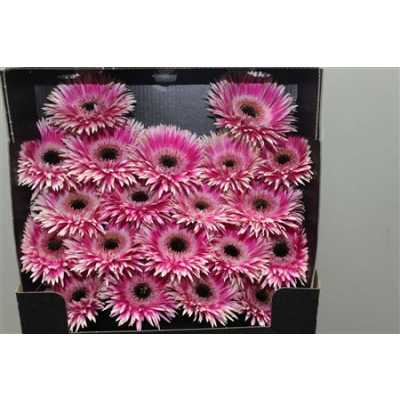 Gerbera Mi Diamond Spider Cyta