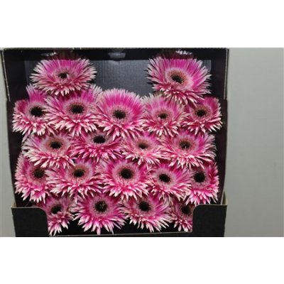 Gerbera Mi Diamond Spider Cyta