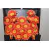 Gerbera Mi Diamond Spider Fairytale