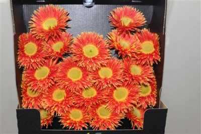 Gerbera Mi Diamond Spider Fairytale
