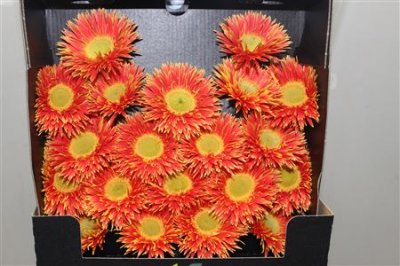 Gerbera Mi Diamond Spider Fairytale