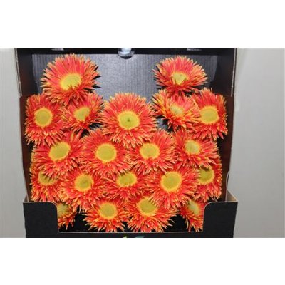 Gerbera Mi Diamond Spider Fairytale