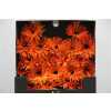 Gerbera Mi Diamond Spider Firecrackers