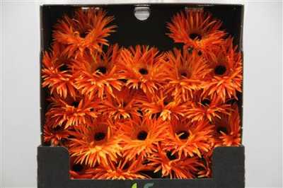 Gerbera Mi Diamond Spider Firecrackers