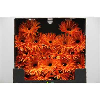 Gerbera Mi Diamond Spider Firecrackers
