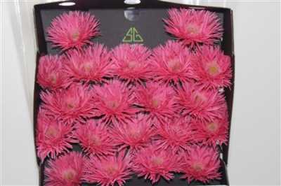 Gerbera Mi Diamond Spider Firefly