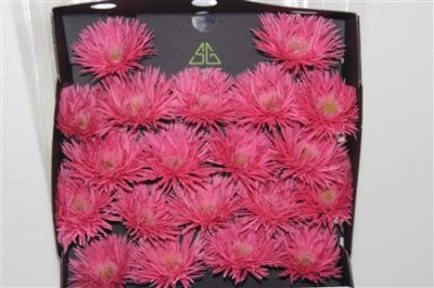 Gerbera Mi Diamond Spider Firefly