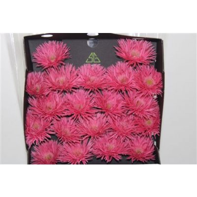 Gerbera Mi Diamond Spider Firefly