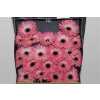 Gerbera Mi Diamond Spider Hagi