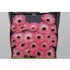 Gerbera Mi Diamond Spider Hagi