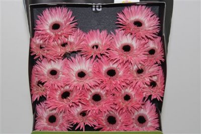 Gerbera Mi Diamond Spider Hagi