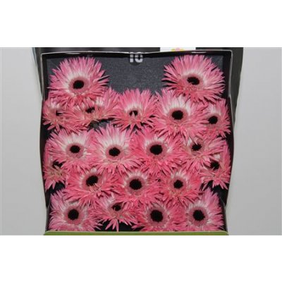Gerbera Mi Diamond Spider Hagi