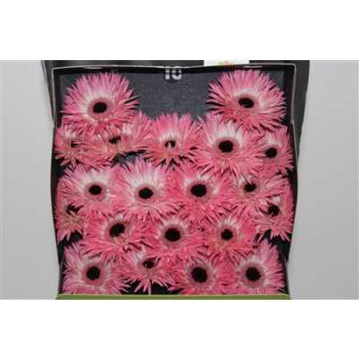 Gerbera Mi Diamond Spider Hagi