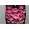 Gerbera Mi Diamond Spider Karembeu