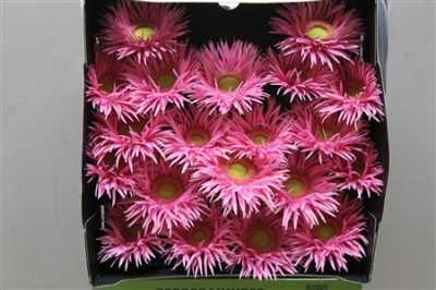 Gerbera Mi Diamond Spider Karembeu