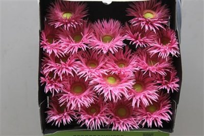 Gerbera Mi Diamond Spider Karembeu