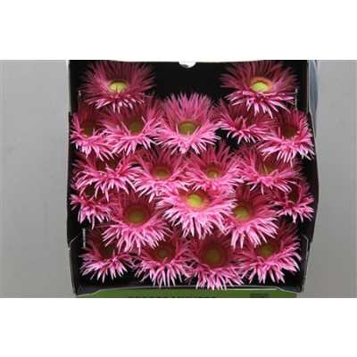 Gerbera Mi Diamond Spider Karembeu