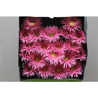 Gerbera Mi Diamond Spider Karembeu