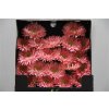 Gerbera Mi Diamond Spider Lady Cracker