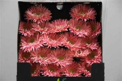 Gerbera Mi Diamond Spider Lady Cracker