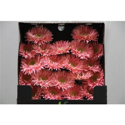 Gerbera Mi Diamond Spider Lady Cracker