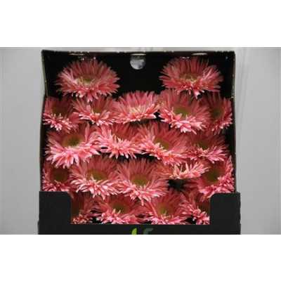 Gerbera Mi Diamond Spider Lady Cracker