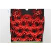 Gerbera Mi Diamond Spider Larson