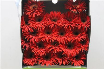 Gerbera Mi Diamond Spider Larson