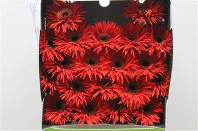 Gerbera Mi Diamond Spider Larson