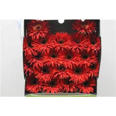 Gerbera Mi Diamond Spider Larson