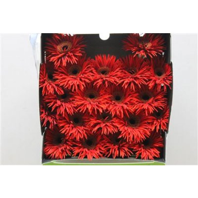 Gerbera Mi Diamond Spider Larson