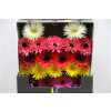 Gerbera Mi Diamond Spider Mixed