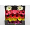 Gerbera Mi Diamond Spider Mixed