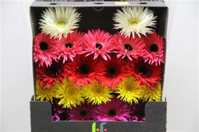 Gerbera Mi Diamond Spider Mixed