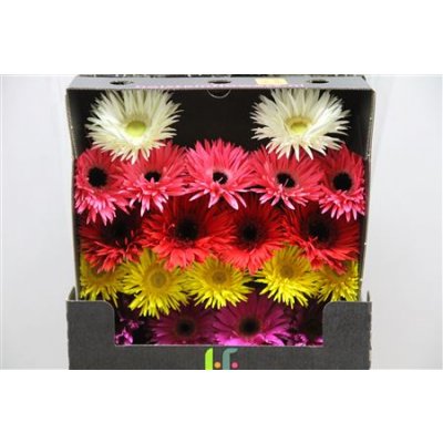 Gerbera Mi Diamond Spider Mixed