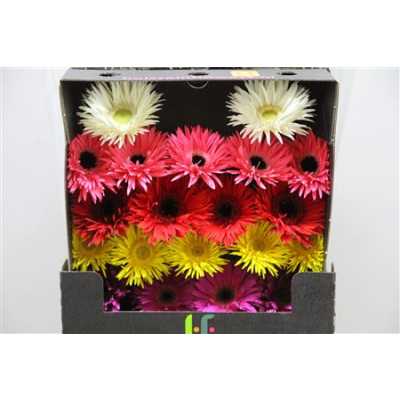 Gerbera Mi Diamond Spider Mixed