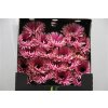 Gerbera Mi Diamond Spider Rebel