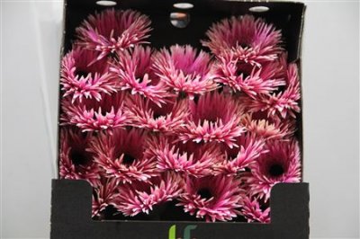 Gerbera Mi Diamond Spider Rebel