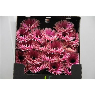 Gerbera Mi Diamond Spider Rebel
