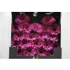 Gerbera Mi Diamond Spider Rising Star