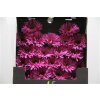 Gerbera Mi Diamond Spider Rising Star